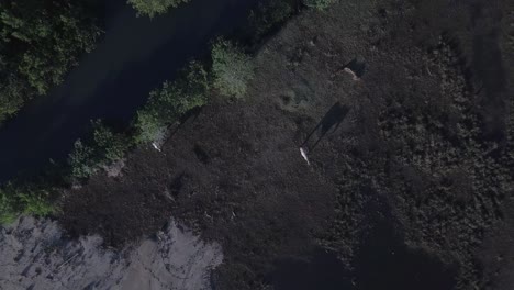 Zoom-out-with-drone-of-horses-grazing-on-grass-near-ocean