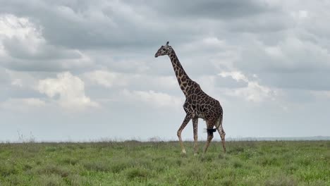 masai giraffe (giraffa tippelskirchi) walking majestically in serengeti national park, tanzania.