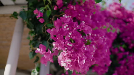 pink bougainvillea blooms on sunny day in santorini