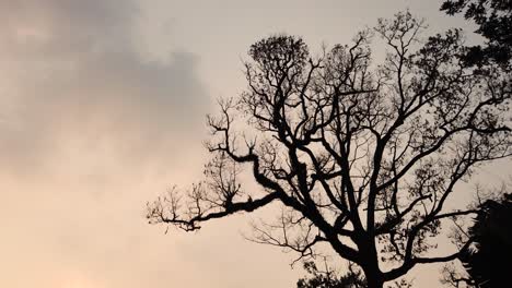 silhouette of large trees blown by the wind