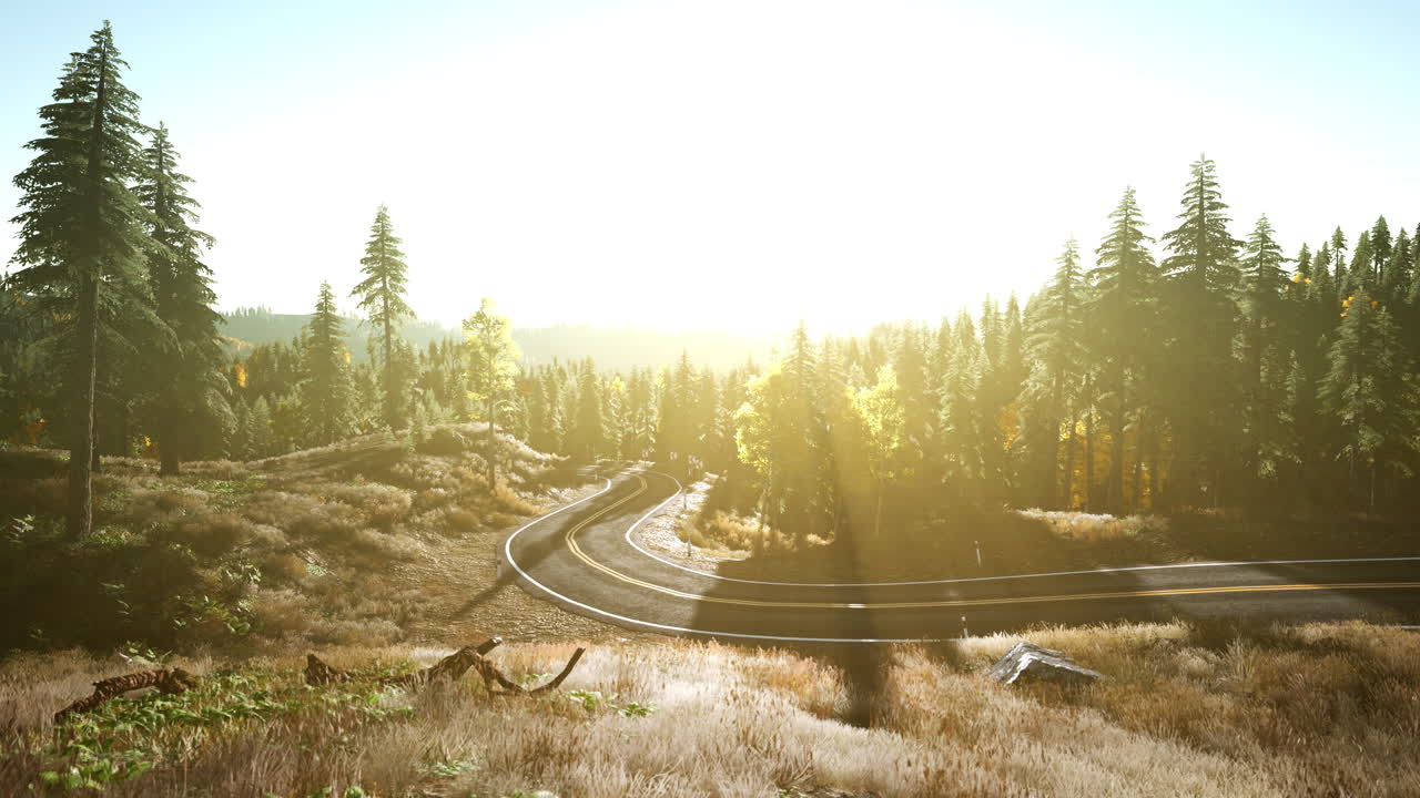 un camino sinuoso a través de un bosque con un sol brillante en el cielo.