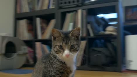 Manx-Kitten-Sitting-On-Kitchen-Floor-Curiously-Looking-Around-And-Hopping