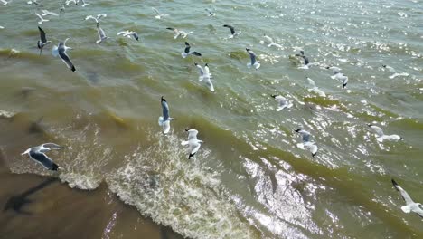 Vögel,-Die-In-Einem-Fluss-Fliegen,-Drohne,-Die-Vögel-Aus-Der-Vogelperspektive-Verfolgt