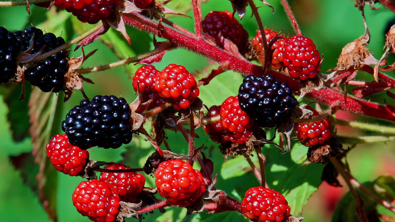 Close-up of ripe and unripe blackberries growing on branch in summer sunlight