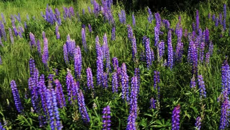 unbelievable crane shot lupine flowers with windy grass