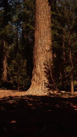 tall tree in a dense forest