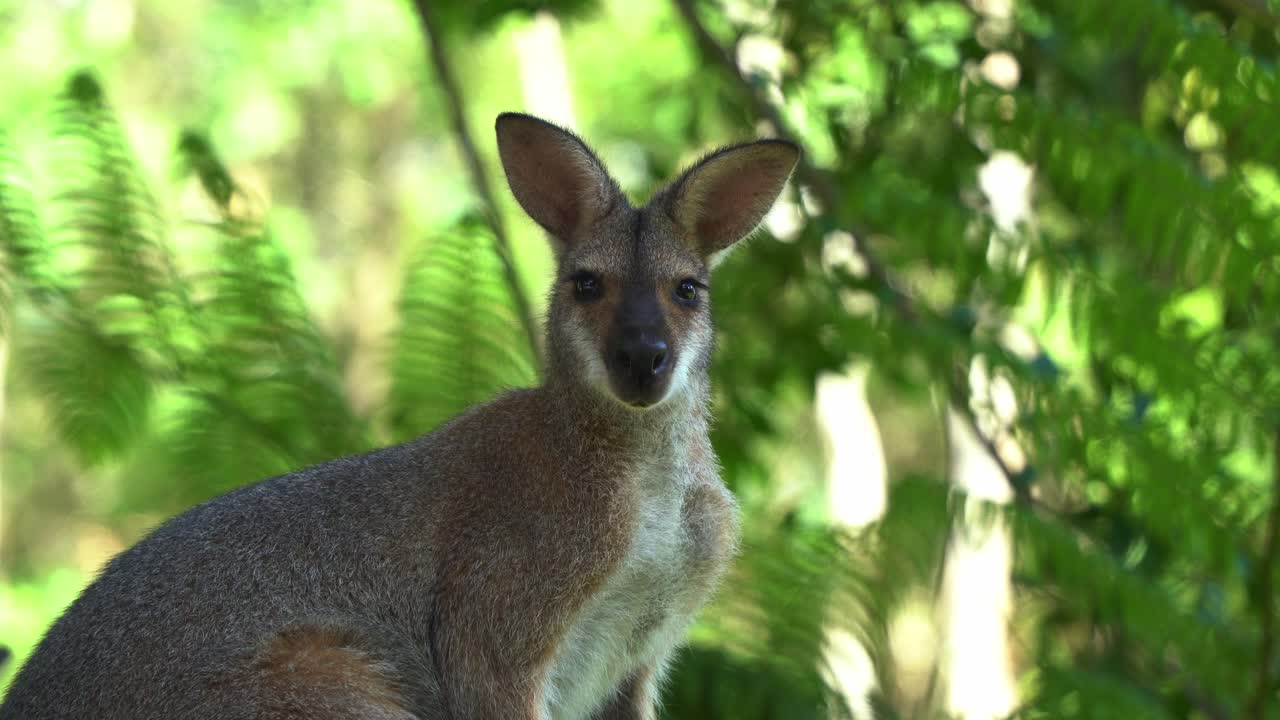 primer plano retrato de un alertado tímido marsupial macrópodo de tamaño mediano, wallaby de cuello rojo, notamacropus rufogriseus mirando a la cámara en un entorno frondoso, especies de vida silvestre nativa australiana
