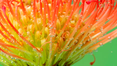 close-up of a pincushion protea flower with bubbles