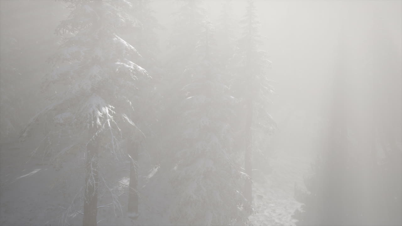 Niebla de niebla en el bosque de pinos en las laderas de las montañas