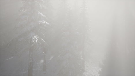 Misty-Fog-in-Pine-Forest-on-Mountain-Slopes