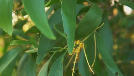 primer plano de hojas verdes en flor en las ramas de los árboles