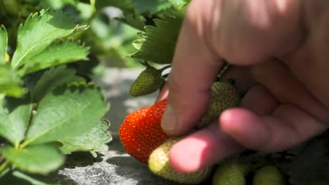 close-up of male farmer hand picking fresh organic red ripe strawberries hanging on a bush, harvesting fruit farm strawberry bushes in the greenhouse, summer day