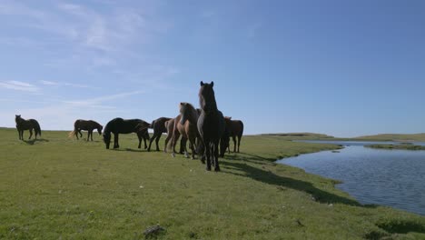 Eine-Herde-Von-Pferden,-Die-An-Einem-Klaren-Blauen-Tag-Auf-Grünen-Weiden-Neben-Frischem-Blauem-Flusswasser-Grasen