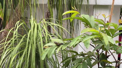 Weiblicher-Sonnenvogel-Mit-Olivenrücken,-Cinnyris-Jugularis,-Der-Vor-Einbruch-Der-Dunkelheit-In-Malaysia,-Südostasien,-Mit-Den-Wassertropfen-Auf-Den-Blättern-Im-Hinterhofgarten-Duscht