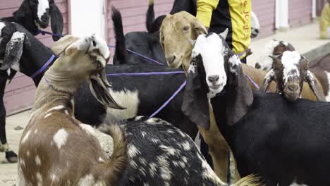 goat on sale for bakr eid celebration in india.