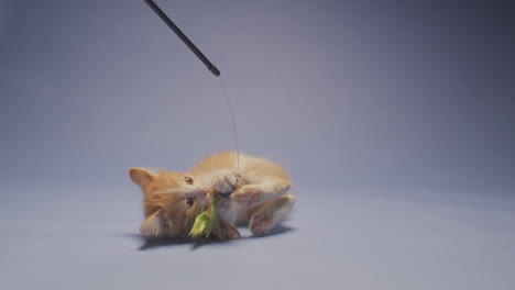 adorable orange kitten playfully attacking a feather toy in slow motion against a blue background, rolling on the floor and acting fierce.