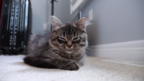 Kleine-Tabby-Maine-Coon-Kätzchen-Katze,-Die-Noch-Makro-Aus-Der-Nähe-Des-Niedrigen-Winkels-Ruht