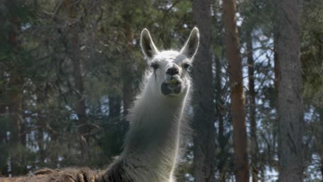 large white lama looking straight towards the camera - handheld medium shot