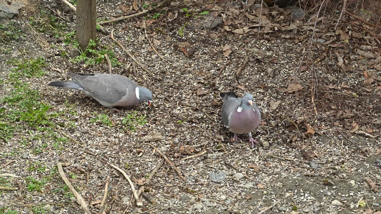 Slow motion shows wood pigeons foraging on forest ground for bird seeds during a peaceful moment