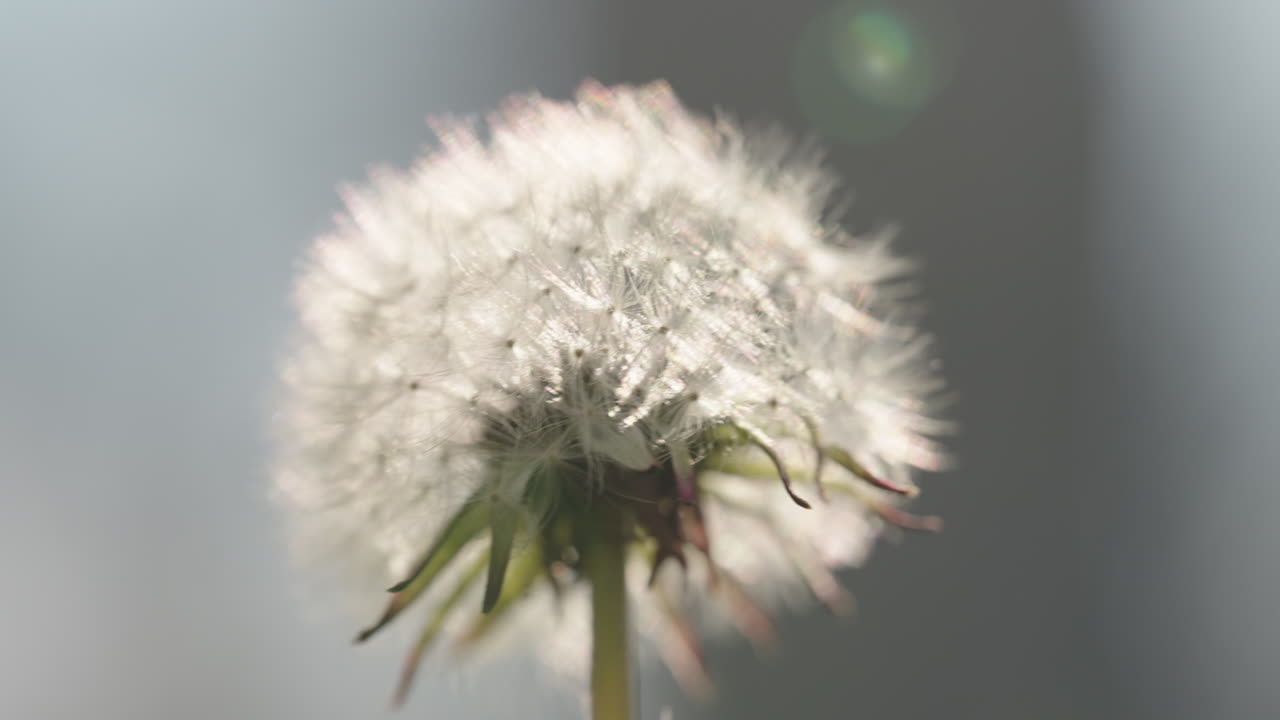 단델리온 씨 머리의 클로즈업
