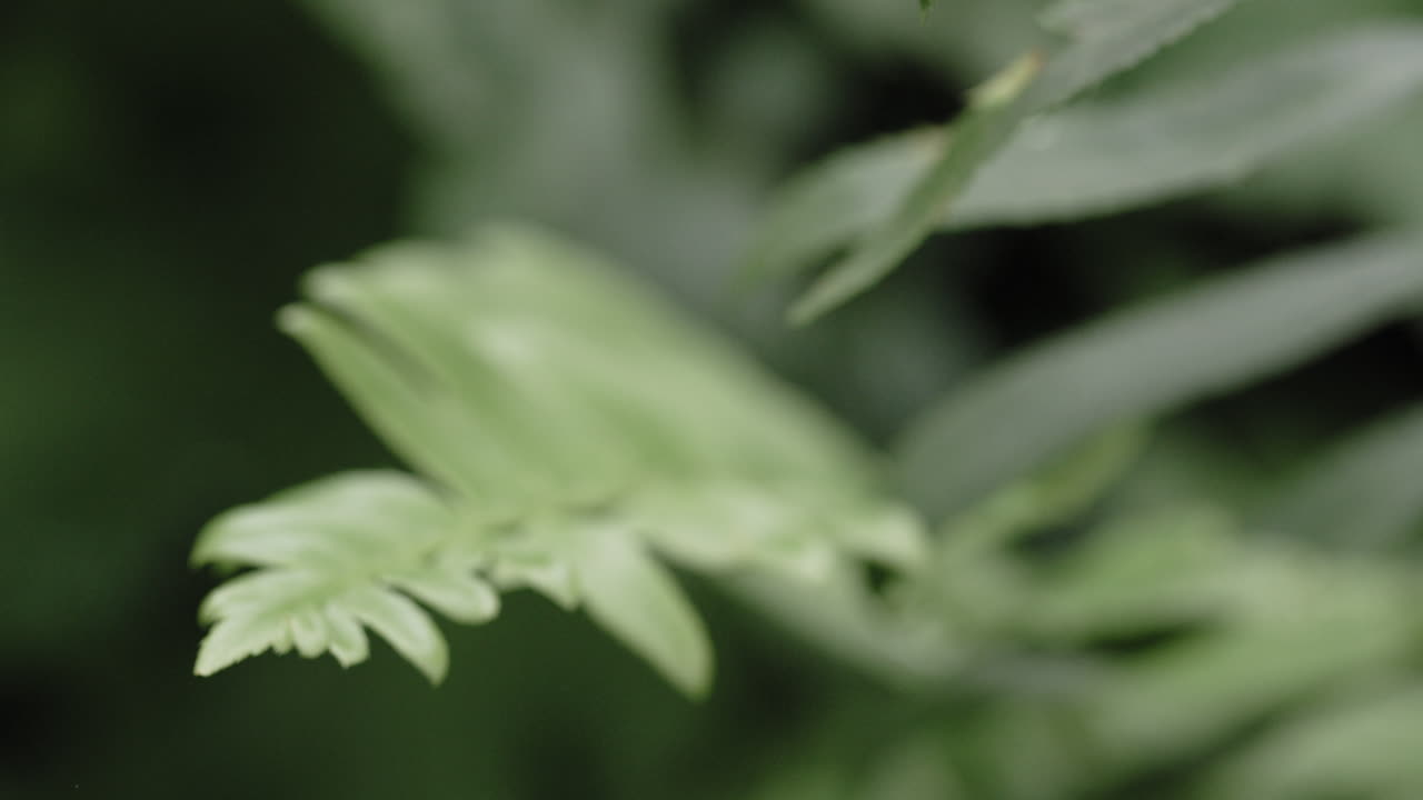 tiro macro de hojas verdes en un bosque
