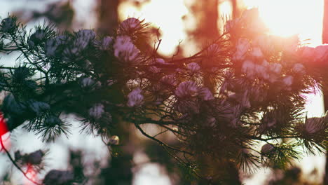 Sonne-Scheint,-Verschneiter-Fichtenzweig-Aus-Nächster-Nähe.-Erstaunlicher-Wintersonnenuntergang-Im-Wald.