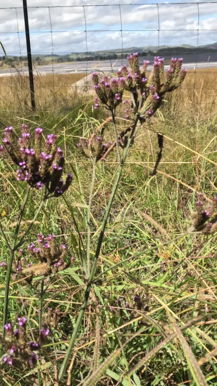 flores de verbena púrpura por la carretera