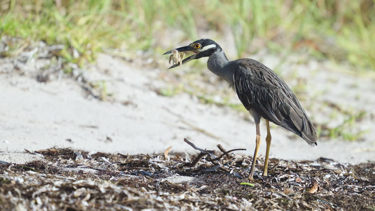 Night Heron Feeding and Eating Ghost Crab 2