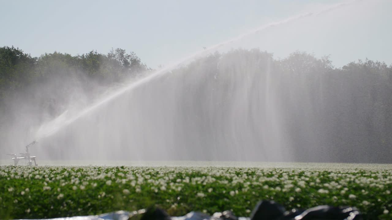 water cannon on an flower field spraying large amount of water on the field in super slow motion