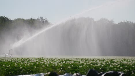 Cañón-De-Agua-En-Un-Campo-De-Flores-Rociando-Una-Gran-Cantidad-De-Agua-En-El-Campo-En-Cámara-Súper-Lenta