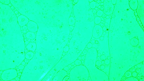 colorful oil drops floating on water surface, top view. fantastic abstract background. bright bubbles moving and spreading. close up 4k video of weird liquid structures. scientific chemical experiment