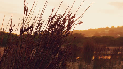 Hierba-Australiana-Nativa-En-Cámara-Lenta-Al-Atardecer-Dorado