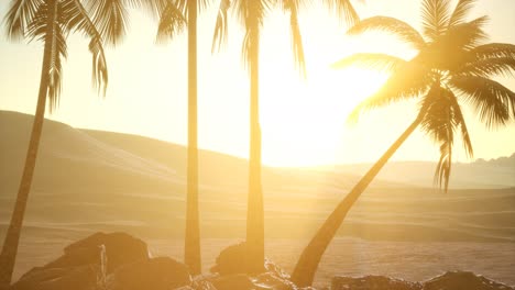 palmeras en el desierto al atardecer