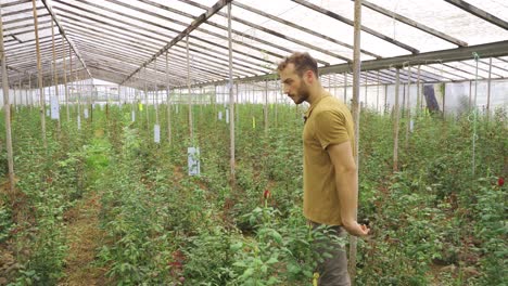 invernadero para la producción de flores.