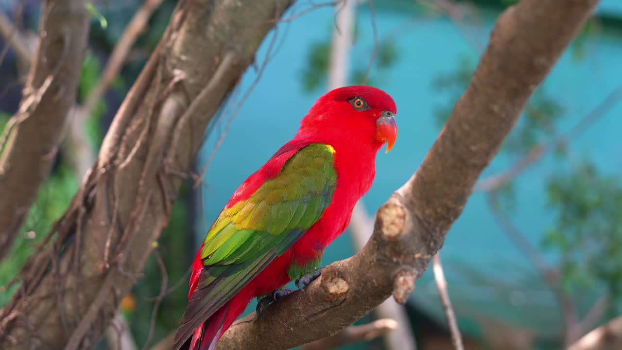 Close up shot of a vibrant red Chattering Lory (lorius garrulus) perched on tree branch and staring afar