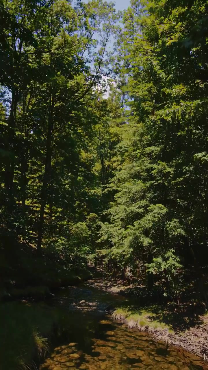Lenta discesa di un drone sopra un ruscello poco profondo nella foresta