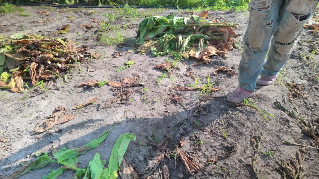 Man harvesting freshly cut tobacco leaves by hand in a sunlit field