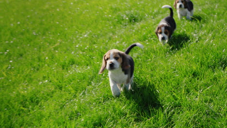 several little beagle puppies running on green grass