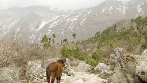 horse on the path among the mountains in nepal. manaslu circuit trek area.