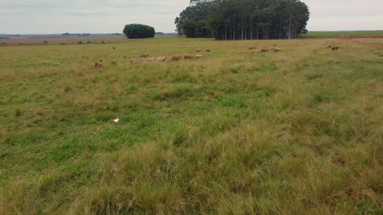 drone de campo de ovejas corriendo césped nublado