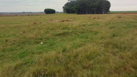 Ovejas-Campo-Drone-Ejecutando-Nublado-Hierba