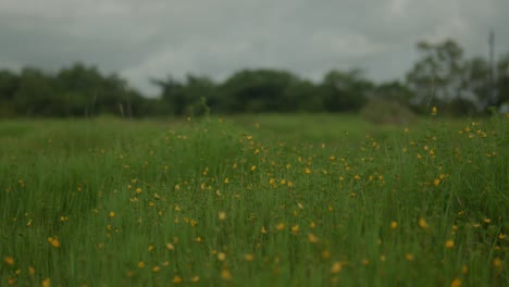 A-general-shot-of-yellow-wildflowers-and-tall-grass-in-a-lush-forest-during-the-vibrant-spring-season