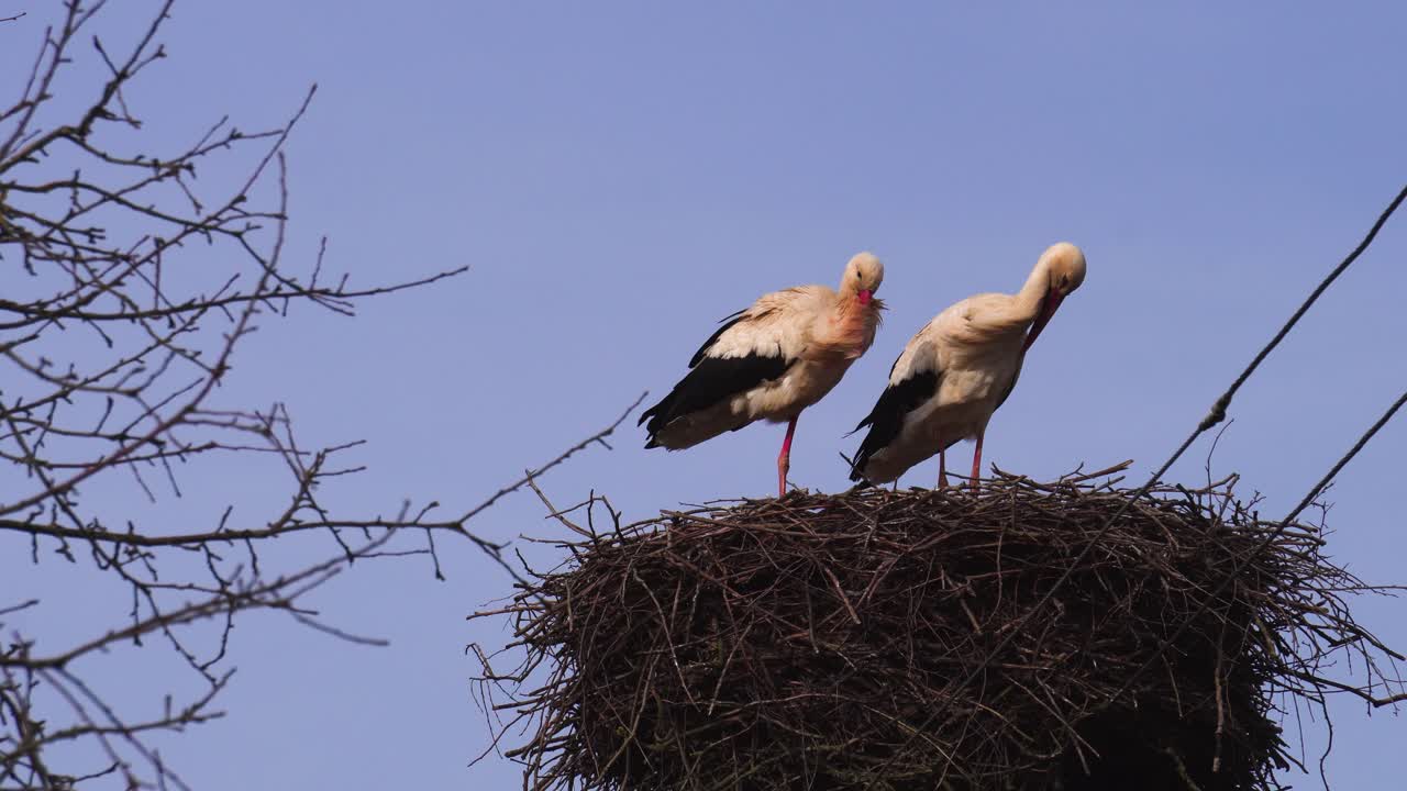 White stork bird pair stand in nest, scratch feather with beak in windy day