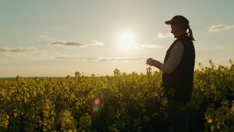 agricultor examinando el campo de colza al atardecer