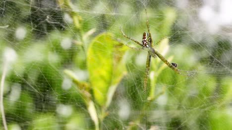 la araña cyrtophora moluccensis cuelga boca abajo en la web