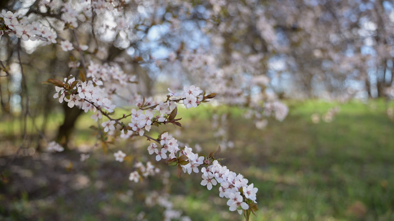 Cherry blossom branch with soft bokeh background