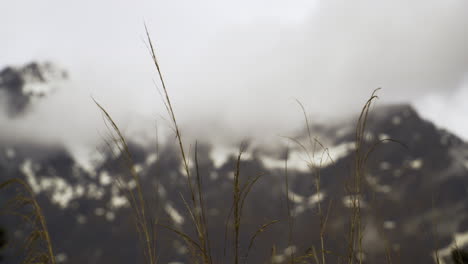 Mountain-range-and-flowing-clouds-in-Milford-Sound,-focus-on-foreground-plants