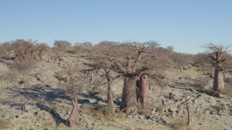 paisaje de árboles baobab en la isla reseca cerca del área de makgadikgadi pan de botswana