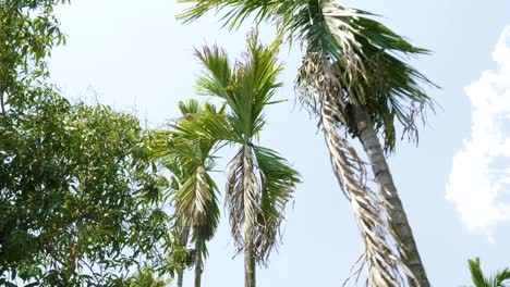 the tops of palm trees on the alley in the park.