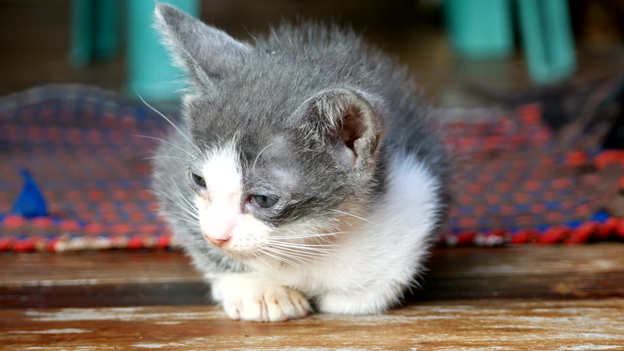 회색과 색의 새끼 고양이가 나무 바닥에 앉아 있다.